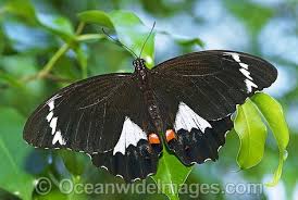 Black And White Striped Butterfly With Long Tail Pin On Our Home