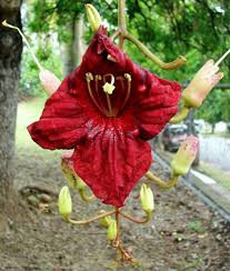 Image result for Kigelia africana