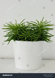 Image result for Senecio propior