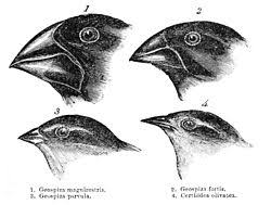 Grey singing finch, grey singer. Darwin S Finches Wikipedia
