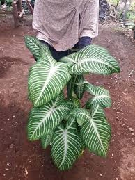 Xanthosoma Lindenii Variegated Plants Plants Caladium