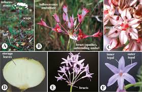 Image result for Alliaceae