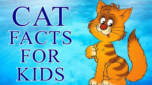 10 first up in fun animal facts for kids: Cats Interesting Facts About Cats Kittens Animals For Children Kids Science Youtube