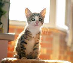 Kitten supplies, which food to get, covering vet bills, pet insurance, and cat training. Kitten Care Basics How To Care For A New Kitten Caring For A New Kitten