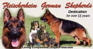 Maybe you would like to learn more about one of these? German Shepherd Breeders In Texas Gsd Puppies For Sale Fleischerheim Breeding Associates