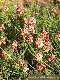 Image result for Indigofera roseo-caerulea
