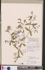 Image result for Pentodon pentandrus