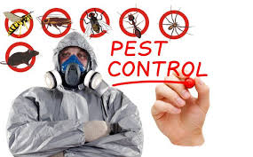 A qualified building and pest inspector. Pin On Pest Control Vancouver