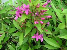 Image result for Barleria