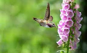 Flowers That Attract Hummingbirds How To Attract Hummingbirds Flowers That Attract Hummingbirds Beautiful Birds
