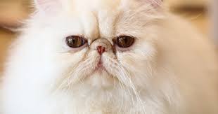 Your guide to persian cats. Further Evidence On The Suffering Of Flat Faced Cats International Cat Care