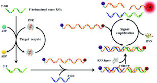 Topoisomerases are enzymes with both nuclease and ligase activity. A Simple And Isothermal Ligase Based Amplification Approach Based On A Ligation Activated Cleavage Reaction Chemical Communications Rsc Publishing