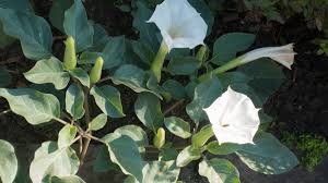 Image result for durman obecný plod