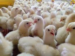 Profil perusahaan aspek legalitas sertifikat. Serap Livebird Dari Peternak Mandiri Ppi Stabilitaskan Harga Ayam