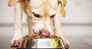 Nutritional quality food · made in the usa · sign up & save The Best Senior Dog Food 7 Best Rated Diets For Older Dogs Bechewy