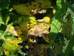 Problems on tomato leaves can mean the onset of a disease, an attack from a tomato pest, a nutrient deficiency, or conditions that can lead to trouble. What Is Wrong With This Tomato Plant With Yellow And Black Spotted Leaves Picture Gardening Landscaping Stack Exchange