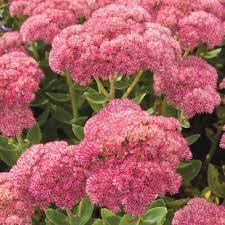 These seed heads extend the season of interest of this sedum for months. Sedum Autumn Joy White Flower Farm