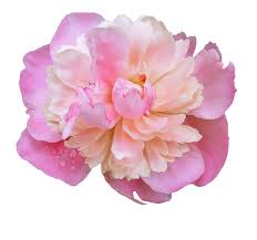 Maybe you would like to learn more about one of these? Real Pink Flower Transparent Background Novocom Top