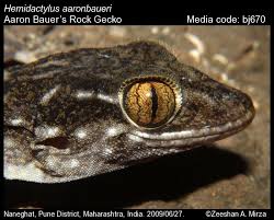 Image result for Erythrococca atrovirens