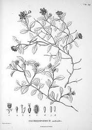 Image result for Acanthospermum australe