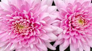 Use them in commercial designs under lifetime, perpetual & worldwide rights. Beautiful Pink Flower Amazing Flowers Stock Photo Picture And Royalty Free Image Image 148758247