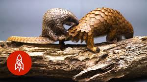 We did not find results for: The World S Only Scaled Mammal Is Adorable Youtube