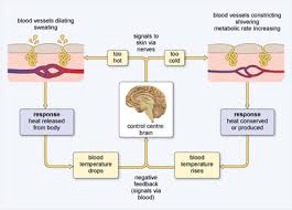 Migration 4 Introduction To Homeostasis Openlearn Open University S295 1