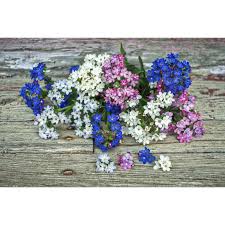 Image result for Anchusa capensis