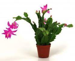 You probably have a thanksgiving cactus! Why Is My Christmas Cactus Blooming In March Iowa City Public Library