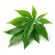 Image result for Manihot esculenta