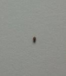 Viele insekten kriechen oder fliegen in unsere häuser, aber einer der schädlichsten parasiten wird zu recht als die kleinen braunen käfer in der wohnung betrachtet. Wanted Braune Kleine Kafer Ca 1 3 Mm Hilfe Hausgarten Net