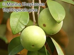 Image result for Chrysophyllum