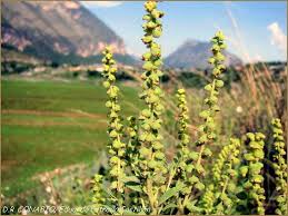 Resultado de imagen de ambrosia planta