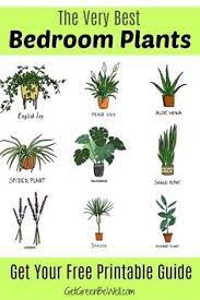 Best Bedroom Plants For Better Sleep Best Plants For Bedroom Bedroom Plants Pretty Plants