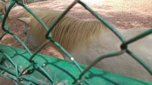 Thailand Animals Tayland Hayvanlari Tayland Hayvan