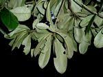 Image result for Manilkara mochisia