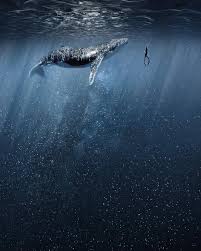 We did not find results for: 4 941 Vind Ik Leuks 30 Reacties Wildlife Animals Nature Wildlife Hd Op Instagram Photo By Alice612 Th Ocean Creatures Ocean Underwater Ocean Life