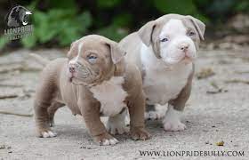 C'est un chien de compagnie et non un chien de travail. Chiot Puppy Puppies American Bully Xl Xxl Bully Pitbull France Belgique Elevage Lion Pride Bully Europe Bluenose Blu Puppies For Sale Bully Breeds Dogs Puppies