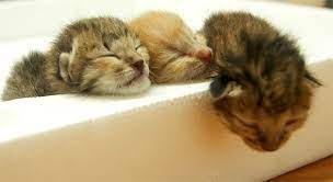 Namun, ia memiliki banyak energi setelah terbangun. Tips Penjagaan Anak Kucing Yang Baru Lahir Dulu Lain Sekarang Lain