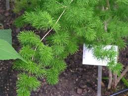 Image result for Asparagus macowanii