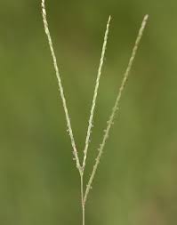 Image result for Axonopus