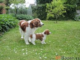 Image result for velššpringršpaněl