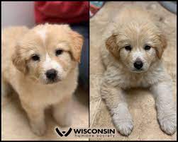 The dodge county humane society has many dogs, cats, puppies, kittens, rabbits, birds and other small animals available just looking for their whether it's walking dogs, cleaning kennels, or helping at a fundraiser event, volunteers play a huge role in the success of dodge county humane society. These Adorable Sisters Could Wisconsin Humane Society Facebook