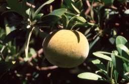 Image result for Diospyros dichrophylla