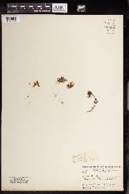 Image result for Limnophila bangweolensis