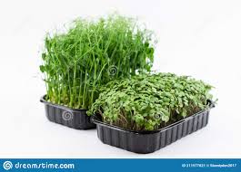 Una Caja De Brotes De Mostaza En Primer Plano Y Una Caja De Brotes De Guisante En El Fondo Foco Selectivo Imagen De Archivo Imagen De Agricultura Brote 211977621
