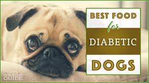 diabetic food for your dog