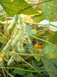 Image result for Glycine max