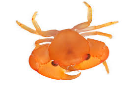 Image result for Crabbea velutina