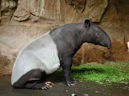 A tapir is a large, herbivorous mammal, similar in shape to a pig, with a short, prehensile nose trunk. Tapir Wiktionary